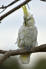 Cacatua galerita / Cacatoès à huppe jaune