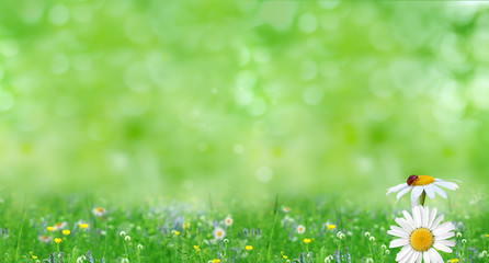 Green summer nature background with chamomile flowers.