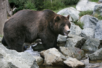 Ursus arctos horribilis / Ours brun d'Amérique / Grizzly