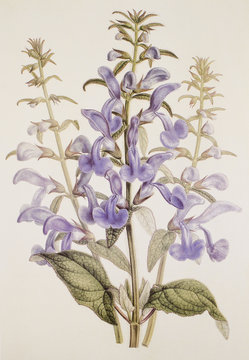 Salvia patens /  Sauge gentiane