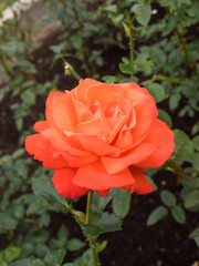 Orange red rose close up