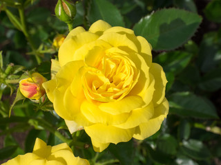 Yellow rose top view close up