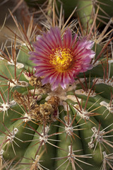Ferocactus alamosanus