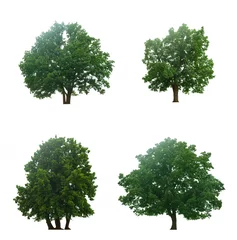 Stickers pour porte Arbres Beautiful four green trees isolated on a white background