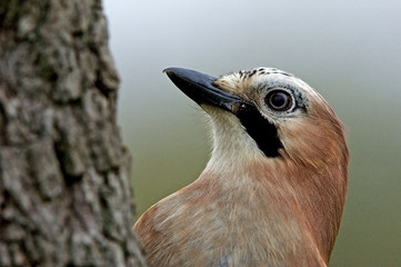 Garrulus glandarius / Geai des chênes