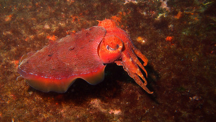 Bright red cuttlefish swimming along rock