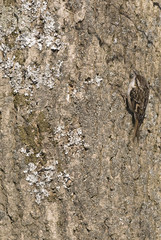 Certhia familiaris/ Grimpereau des bois