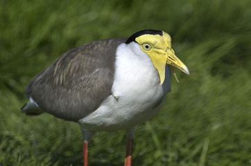 Vanellus miles / Vanneau soldat / Vanneau masqué