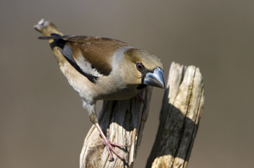 Coccothraustes coccothraustes / Grosbec casse noyaux