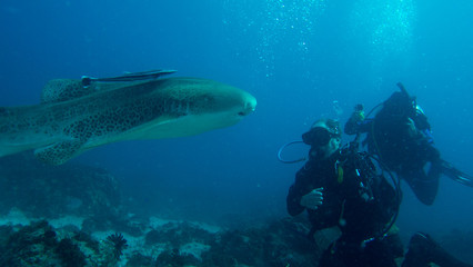 Shark swimming past two scuba divers