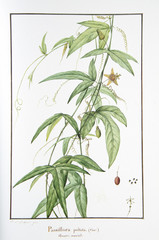 Velin de Redouté / Passiflora peltata / Passiflore