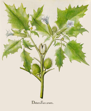 Illustration botanique / Datura stramonium / Datura stramoine