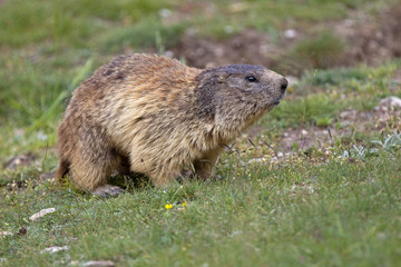 Naklejka na ściany i meble Marmota marmota / Marmotte