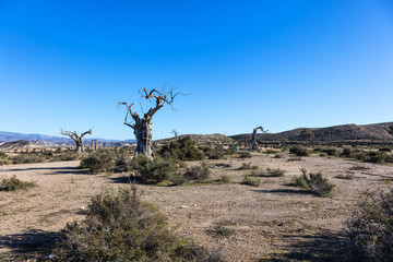 Arbre mort, D&eacute;sert de Tabernas, Almeria, Andalousie, Espagne
