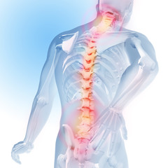 Concept of spine pain. Transparency of the skeleton and body. 3d medical anatomical illustration. - 136693597