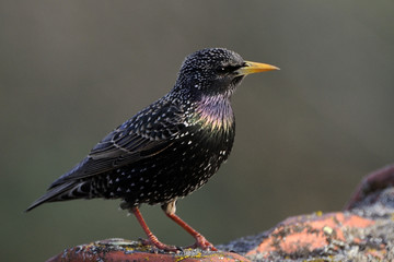 Sturnus vulgaris / Etourneau sansonnet