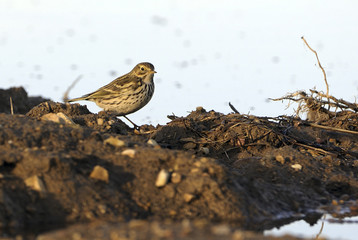 Anthus pratensis / Pipit farlouse