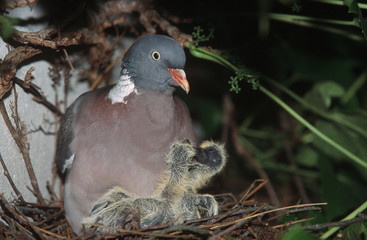 Columba palumbus / Pigeon ramier