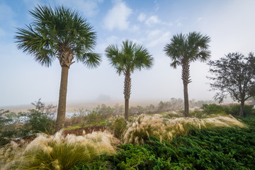 Palm trees and wetland along the Cooper River at the Memorial Wa