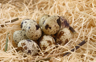Naklejka na ściany i meble Quail eggs in the nest