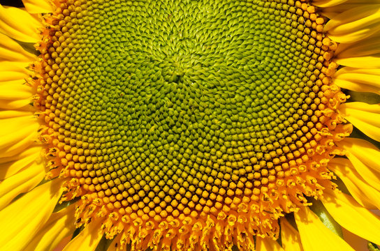 closed up sunflower