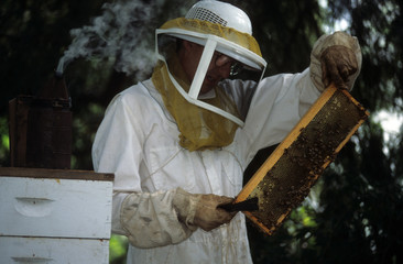 Apiculteur / Observation des cadres de ruche