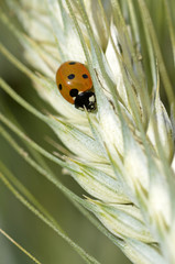 Coccinella septempunctata / Coccinelle à sept points