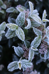 foglie con cristalli di ghiaccio
