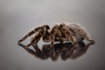 Big spider tarantula  is on a black background