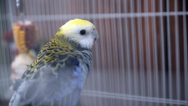 Pale-headed rosella