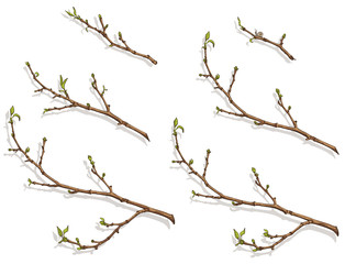 tree branches with buds and leaves