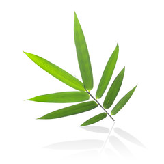 bamboo leaves isolated on a white background