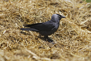 Corvus monedula / Choucas des tours