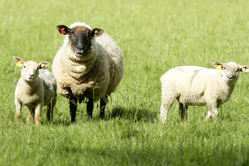Fototapeta premium Moutons