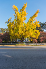 Naklejka premium Yellow Ginkgo Tree Across Street