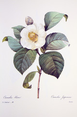 Camellia japonica / Camélia du Japon