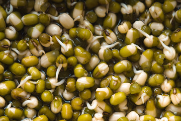 Background of green sprouted mung beans