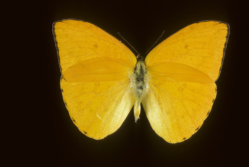 Fototapeta premium Phoebis argante