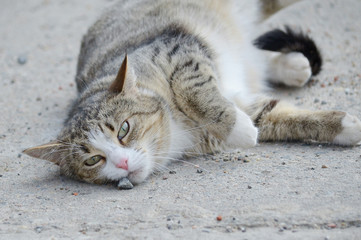 Cat lying on the ground.