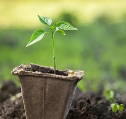 sprout in peat pot