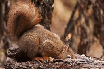 Sciurus vulgaris / Ecureuil roux