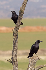Corvus corone / Corneille noire