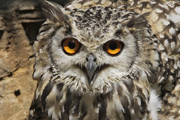 Bubo bengalensis / Grand duc indien