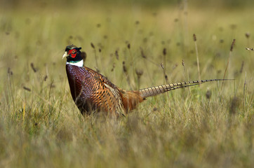 Phasianus colchicus / Faisan de Colchide / Faisan de chasse