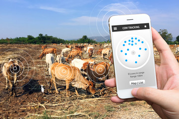 Animal tracking monitoring in smartfarm and internet of things concept. Hand holding smart phone and show application to check number of cows with Low power wide area network (LPWAN).