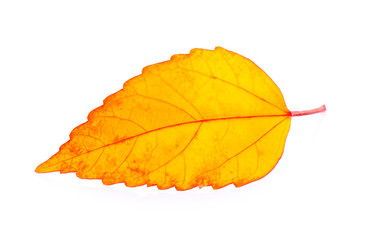 autumn leaf isolated on white background