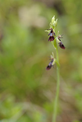Ophrys insectifera / Ophrys mouche