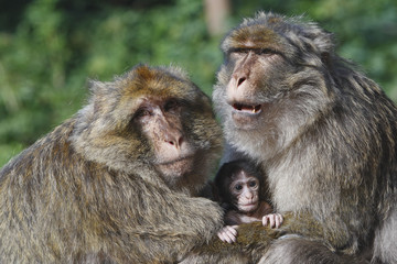 Macaca sylvanus / Macaque de Barbarie