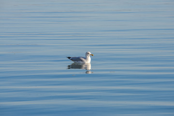 Gull on a glassy sea