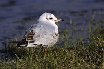 Larus ridibundus / Mouette rieuse